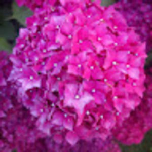 Meet your Posher, Sofia